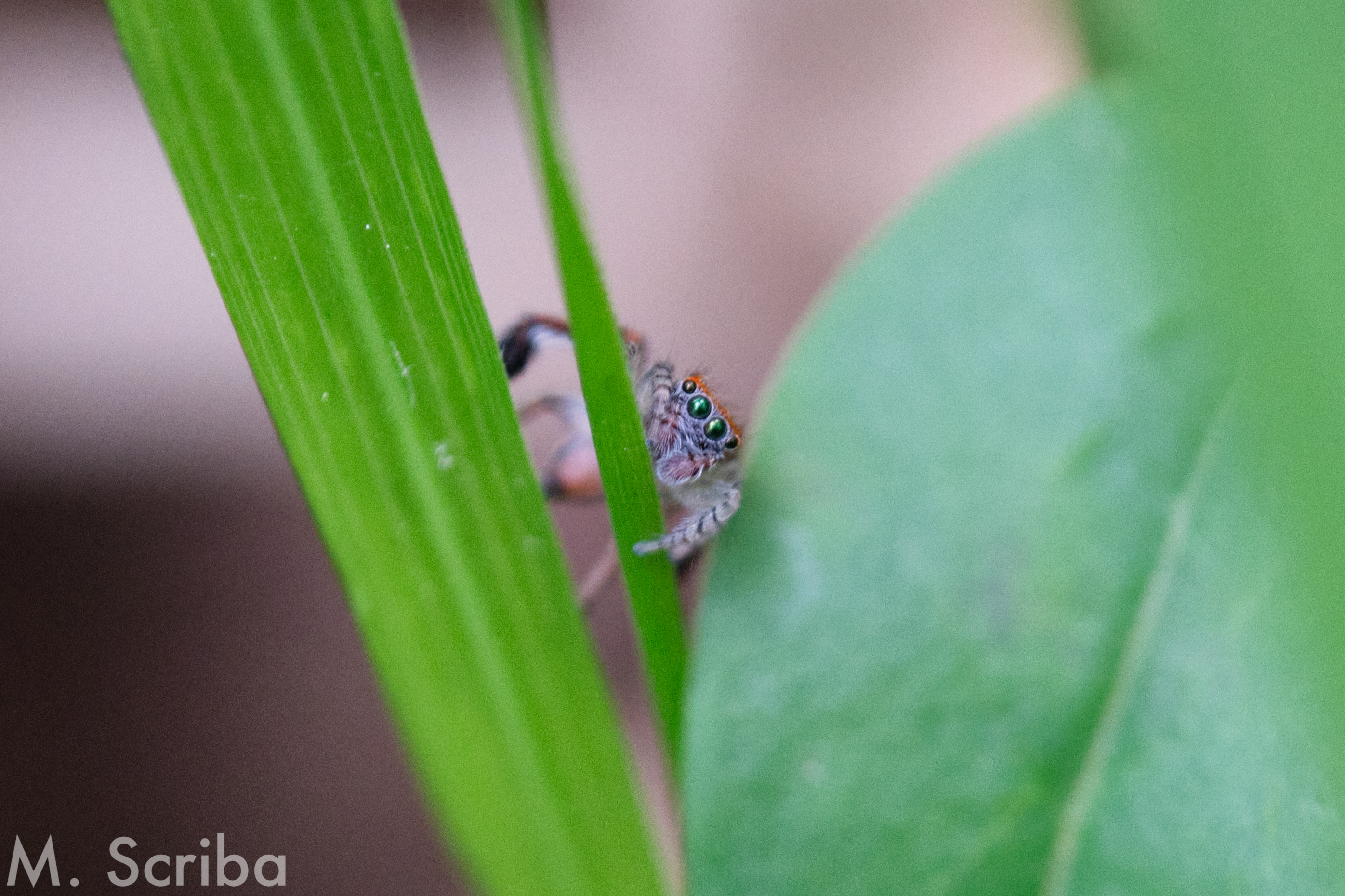 Saitis barbipes male on a leaf